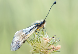 Libellen-Schmetterlingshaft (Libelloides coccajus), 03.06.2012