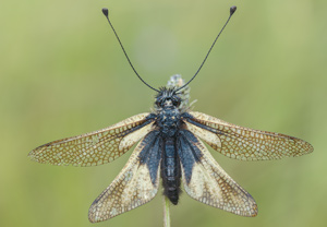 Libellen-Schmetterlingshaft (Libelloides coccajus) – Foto 1