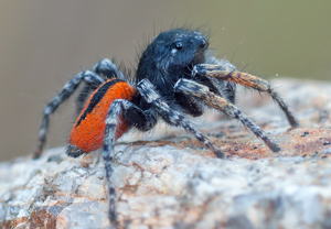 Goldaugenspringspinne (Philaeus chrysops), 09.06.2012