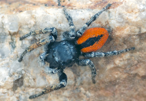 Goldaugenspringspinne (Philaeus chrysops)