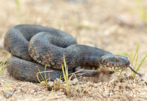 Vipernatter (Natrix maura), 13.06.2012