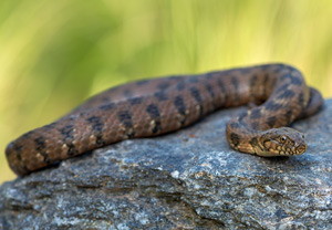 Vipernatter (Natrix maura), 17.06.2013