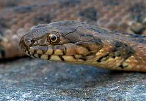 Vipernatter (Natrix maura), 17.06.2013