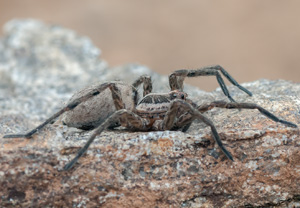 Schwarzbäuchige Tarantel (Hogna radiata), 07.06.2012