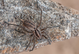 Schwarzbäuchige Tarantel (Hogna radiata) &ndash; Foto 1