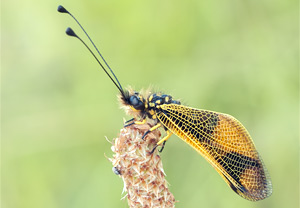 Langfühleriger Schmetterlingshaft (Libelloides longicornis), 01.06.2012
