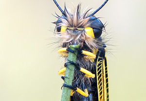 Langfühleriger Schmetterlingshaft (Libelloides longicornis), 01.06.2012