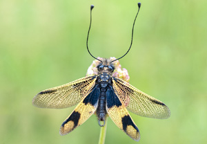 Langfühleriger Schmetterlingshaft (Libelloides longicornis) – Foto 1