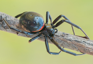 Falsche Witwe (Steatoda paykulliana)