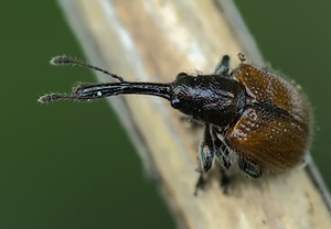 Rotbrauner Apfelfruchtstecher (Caenorhinus aequatus), Wyry