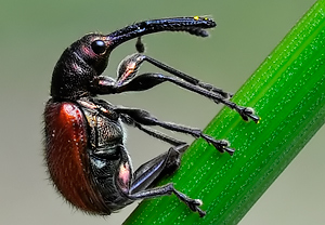 Rotbrauner Apfelfruchtstecher (Caenorhinus aequatus), Wyry