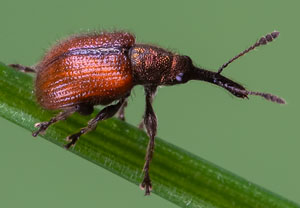 Rotbrauner Apfelfruchtstecher (Caenorhinus aequatus), 24.04.2023, Niederzissen, Bausenberg