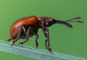 Rotbrauner Apfelfruchtstecher (Caenorhinus aequatus), 24.04.2023, Niederzissen, Bausenberg