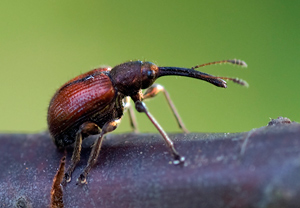 Rotbrauner Apfelfruchtstecher (Caenorhinus aequatus)