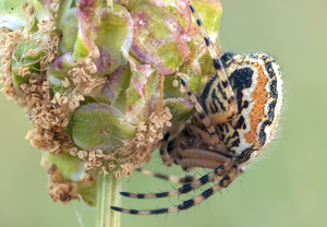Aculepeira armida, 03.06.2012