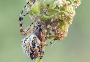 Aculepeira armida &ndash; Foto 1