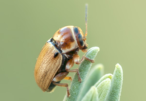 Cryptocephalus fulvus, 13.06.2012, Monaco