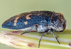 Weißschuppiger Ohnschild-Prachtkäfer (Acmaeoderella flavofasciata), 13.06.2012
