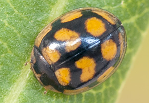 Oenopia lyncea &ndash; Foto 1