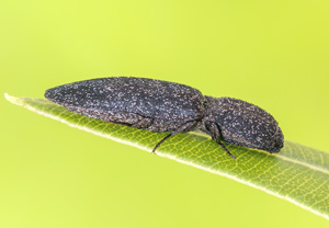 Weißschuppiger Schnellkäfer (Lacon punctatus) – Foto 2