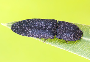Weißschuppiger Schnellkäfer (Lacon punctatus) – Foto 1