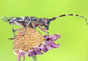 Bäckerbock (Monochamus galloprovincialis), 16.06.2012