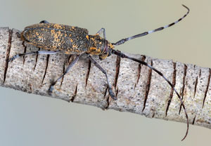Bäckerbock (Monochamus galloprovincialis), 27.07.2022, Vir