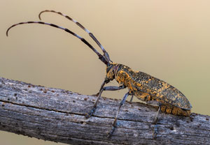Bäckerbock (Monochamus galloprovincialis), 25.07.2022, Vir