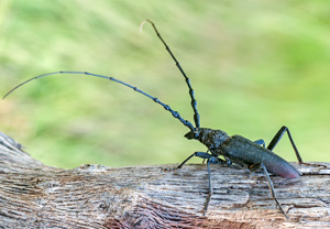 Heldbock (Cerambyx cerdo), 13.06.2012