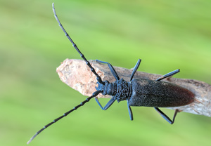 Heldbock (Cerambyx cerdo), 09.06.2012