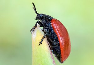 Pappelblattkäfer (Chrysomela populi), Wyry