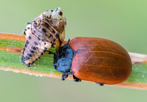 Pappelblattkäfer (Chrysomela populi), 13.07.2013
