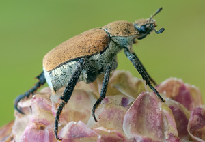 Goldstaub-Laubkäfer (Hoplia argentea) – Foto 2