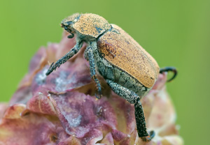 Goldstaub-Laubkäfer (Hoplia argentea) – Foto 1