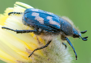 Exomala succincta &ndash; Foto 2