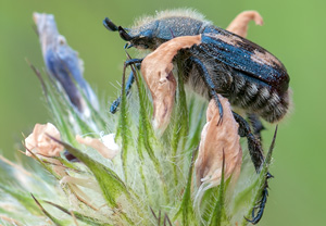 Exomala succincta &ndash; Foto 3