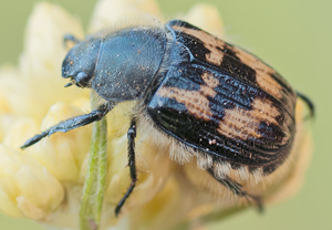 Exomala succincta &ndash; Foto 1