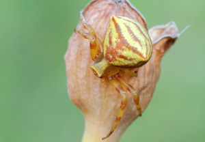 Thomisus onustus – Foto 1