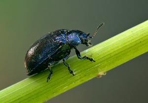 Erzfarbener Erlenblattkäfer (Linaeidea aenea), Wyry
