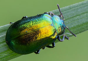 Erzfarbener Erlenblattkäfer (Linaeidea aenea), 17.07.2020, Wyry