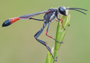 Südliche Sandwespe (Ammophila heydeni) &ndash; Foto 1