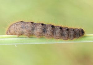 Rost-Wintereule (Conistra rubiginea), 23.06.2012