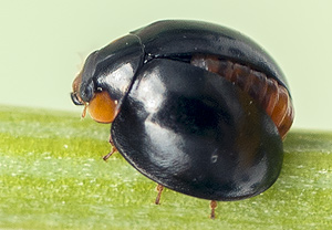 Schwarzer Schildlaus-Marienkäfer (Exochomus nigromaculatus), 23.06.2012