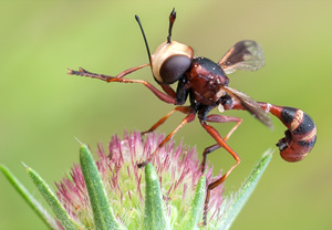 Physocephala vittata