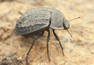 Gemeiner Staubkäfer (Asida sabulosa), 30.05.2012