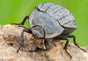 Gemeiner Staubkäfer (Asida sabulosa), 30.05.2012, Grimaud