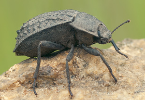 Gemeiner Staubkäfer (Asida sabulosa)