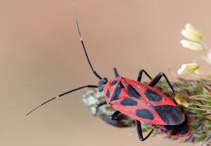 Calocoris nemoralis &ndash; Foto 1