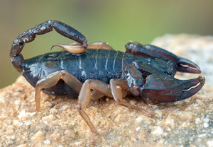 Euscorpius carpathicus, 29.05.2012