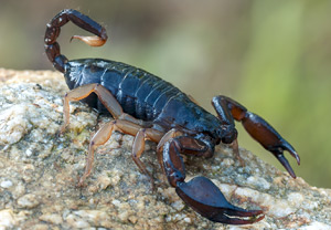 - (Euscorpius carpathicus)